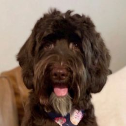 Australian Labradoodles from Little Farmstead Labradoodles