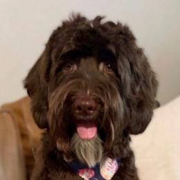 Australian Labradoodles from Little Farmstead Labradoodles