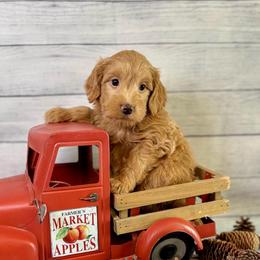 Tokyo - Red  female Goldendoodle puppy in Haltom City, Texas from Ohana Doodles
