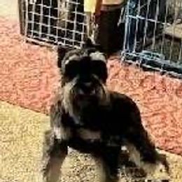 Yadi - Miniature Schnauzer