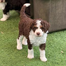 Willoughy - Tri-color male Bernedoodle puppy in Royse City, Texas from Platinum Bernedoodles of Texas