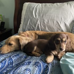 Dachshund Puppies from Lake County Cream Dachshund