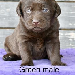 Green male - Chocolate male Labrador Retriever puppy in Mississippi from Sure Shot English Labs