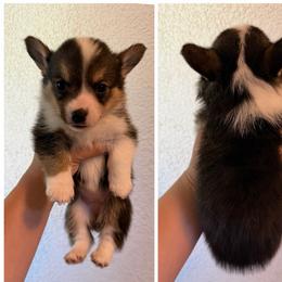 Girl 2 - Black and tan female Pembroke Welsh Corgi puppy in Helmville, Montana from Calie’s Corgis
