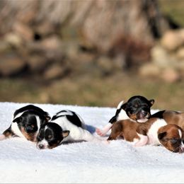 Australian Terrier and Rat Terrier Puppies from Seegmiller Standard Rat Terriers