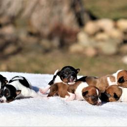 Australian Terrier and Rat Terrier Puppies from Seegmiller Standard Rat Terriers