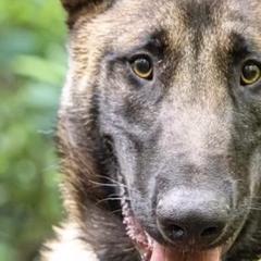 Belgian Malinois, Dutch Shepherds, and German Shepherds from Stay Wild K9