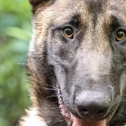 Belgian Malinois, Dutch Shepherds, and German Shepherds from Stay Wild K9