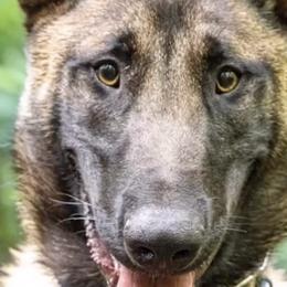 Belgian Malinois, Dutch Shepherds, and German Shepherds from Stay Wild K9