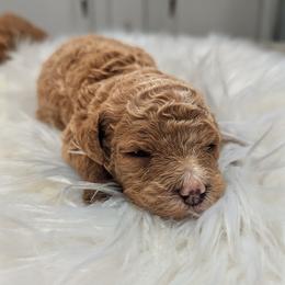 Girl 3 - Apricot female Poodle puppy in Salt Lake City, Utah from Utah Cocker Spaniels