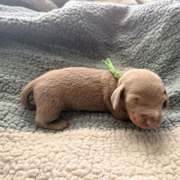 Green boy - Fawn (isabella) and tan male Dachshund puppy in Victorville, California from Wirz’s Weenies