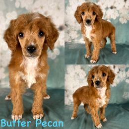 Butter Pecan - Red  male Poodle puppy in Swansboro, North Carolina from Monarch Standard Poodles