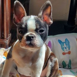 Boston Terrier Puppies from Big Sky Bostons