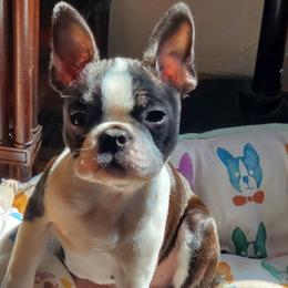 Boston Terrier Puppies from Big Sky Bostons