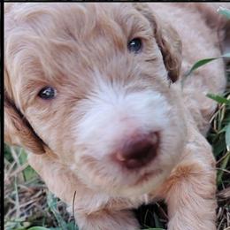 Silver collar - Apricot female Goldendoodle puppy in Willow Springs, Missouri from Todd Family Homestead