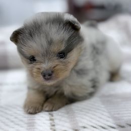 Sammy - Blue merle male Pomeranian puppy in Coleman, Oklahoma from Pretty Poms