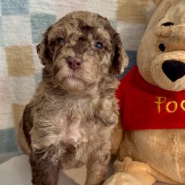 Freckles - Red merle male Aussiedoodle puppy in Denton, Maryland from Royal Conron Doodles
