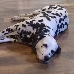 Remi - Dalmatian