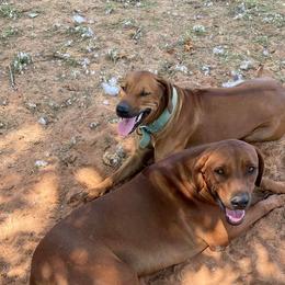 Sage - Rhodesian Ridgeback