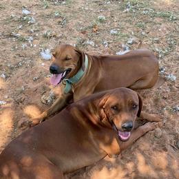 Sage - Rhodesian Ridgeback