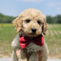 Aussiedoodle, Cockapoo, and Goldendoodle Puppies from Hilltop Doodles KY LLC