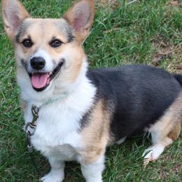 Gus - Pembroke Welsh Corgi
