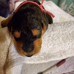 Airedale Terrier Puppies from Blue Ridge Airedale's of Virginia