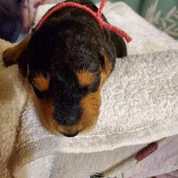 Airedale Terrier Puppies from Blue Ridge Airedale's of Virginia