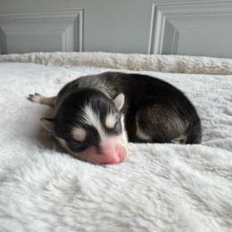Selene - Black and white female Pomsky puppy in Boonville, Indiana from Elysian Pomskies