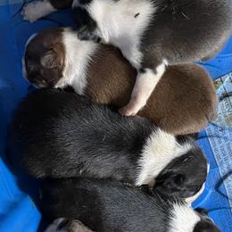 Boston Terrier Puppies from High Plains Bullies