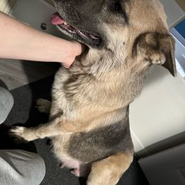 Iris - German Shepherd