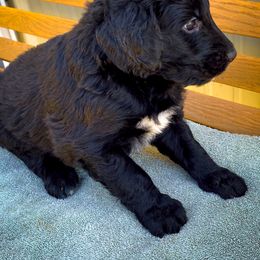 Bernedoodle and Siberian Husky Puppies from Timberline Paws