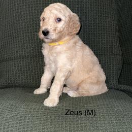 Zeus - Cream male Poodle puppy in Petal, Mississippi from Petal Poodles