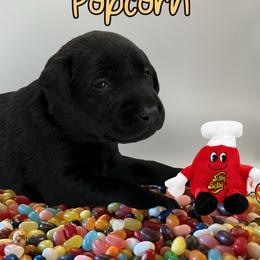 Buttered Popcorn - Black male Labrador Retriever puppy in Water Valley, Mississippi from Three Lakes Labs & WHDs
