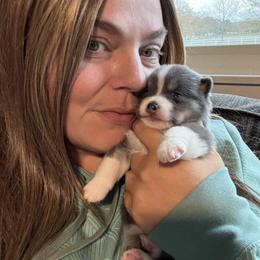 Pomsky, Rottweiler, Shetland Sheepdog, and Toy Shetland Sheepdog Puppies from Mountain High Kennels