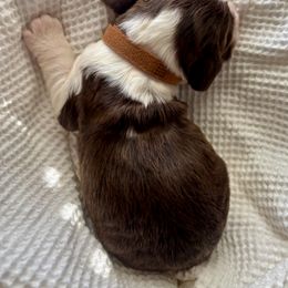 English Springer Spaniel Puppies from Sparks Springer Spaniels