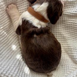English Springer Spaniel Puppies from Sparks Springer Spaniels