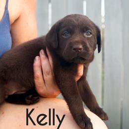 Kelly - Chocolate female Dilute Retriever puppy in Baldwin City, Kansas from Hedge Lane Labradors
