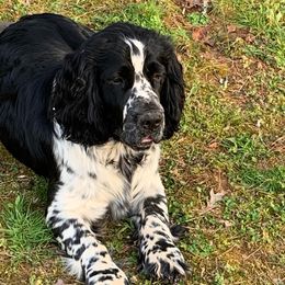Jack - English Springer Spaniel