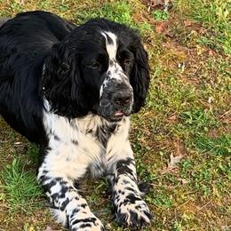 Jack - English Springer Spaniel