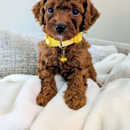 Rubble - Red male Cavapoo puppy in Manheim, Pennsylvania from Mandy Martin