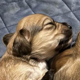 Spartacus - Cream male Dachshund puppy in Alabaster, Alabama from Doxies of Olympus