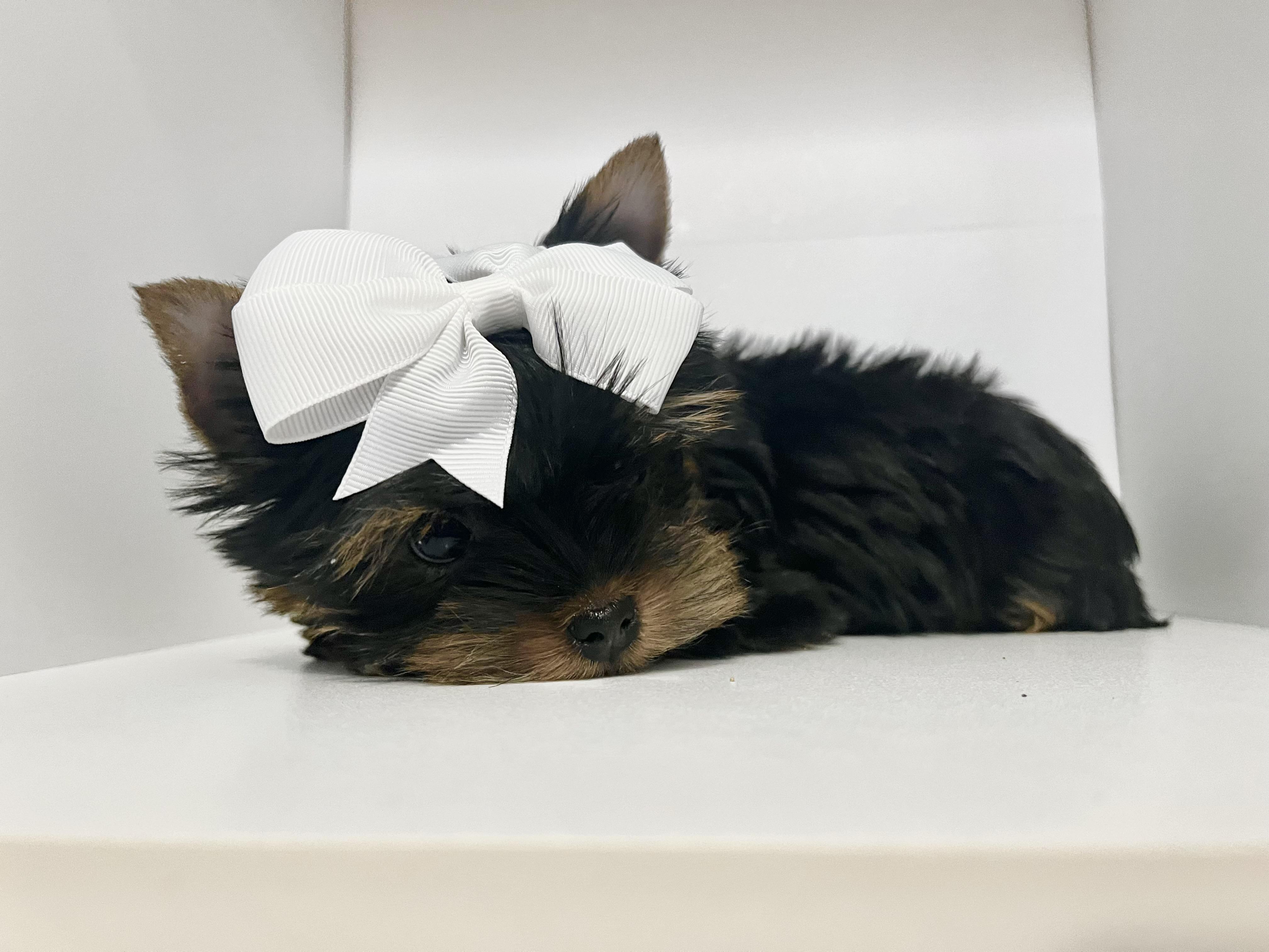 Arctic Rose Yorkies in Alaska Poodle and Yorkshire Terrier puppies