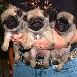 Pugs from Double D’s Pugs