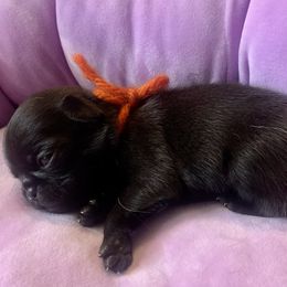 Pug Puppies from The Grumble Pack