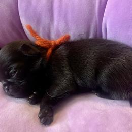 Pug Puppies from The Grumble Pack