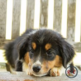 Girl 2 - Miniature Australian Shepherd puppy in Buna, Texas from R & C Kennels