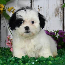 Willow - Shichon