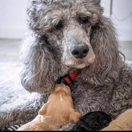 Graycie - Poodle