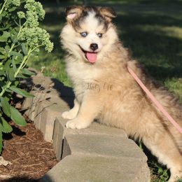 Cavapoo and Pomsky Puppies from Hatz Off Puppies